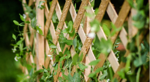 Peas growing up a trellis