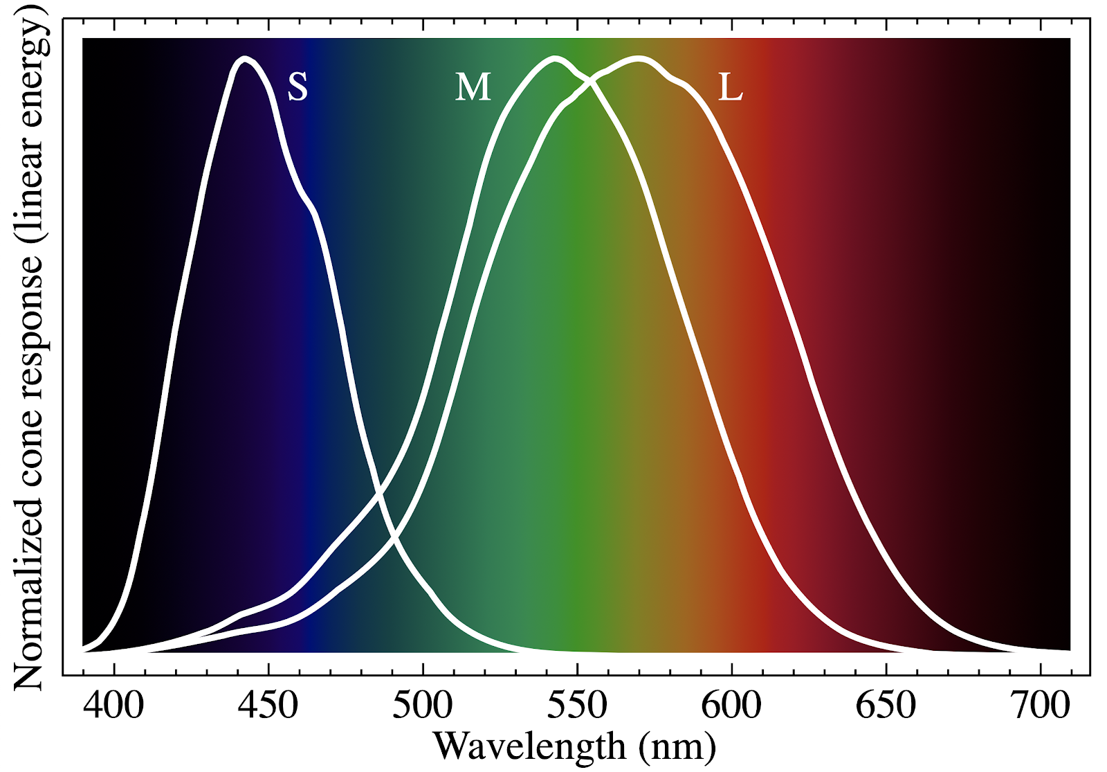 Normalized human eye cone response, courtesy of Wikimedia